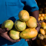 African Mango Fruit Extract