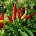 Bird Pepper Fruit Extract