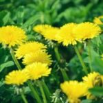 DANDELION EXTRACT (LEAF)