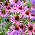 ECHINACEA PURPUREA EXTRACT (WHOLE PLANT)