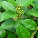 Gymnema Leaf Extract