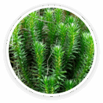 Huperzine A