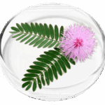 Mimosa Pudica