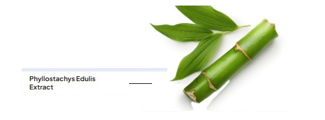 Phyllostachys_Edulis-