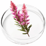 Polygala Tenuifolia
