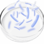 Probiotic Blend