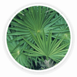 Saw Palmetto