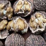 black walnut