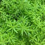 cleavers-extract